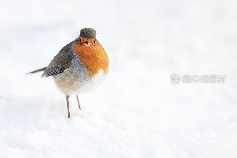 白雪中的罗宾(Erithacus rubecula